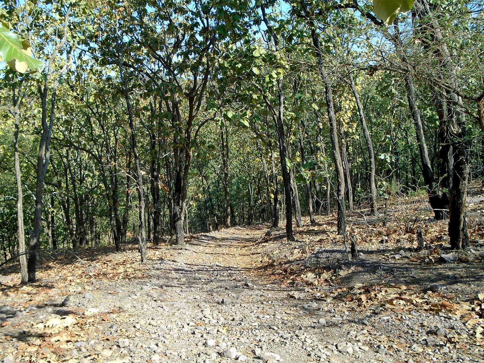 El camino dentro del bosque