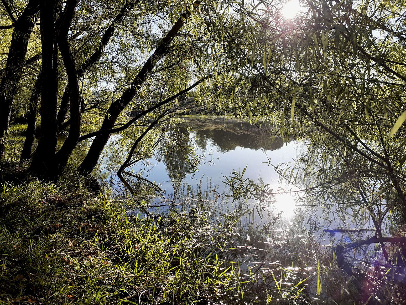 Paraje vegetal de la ribera